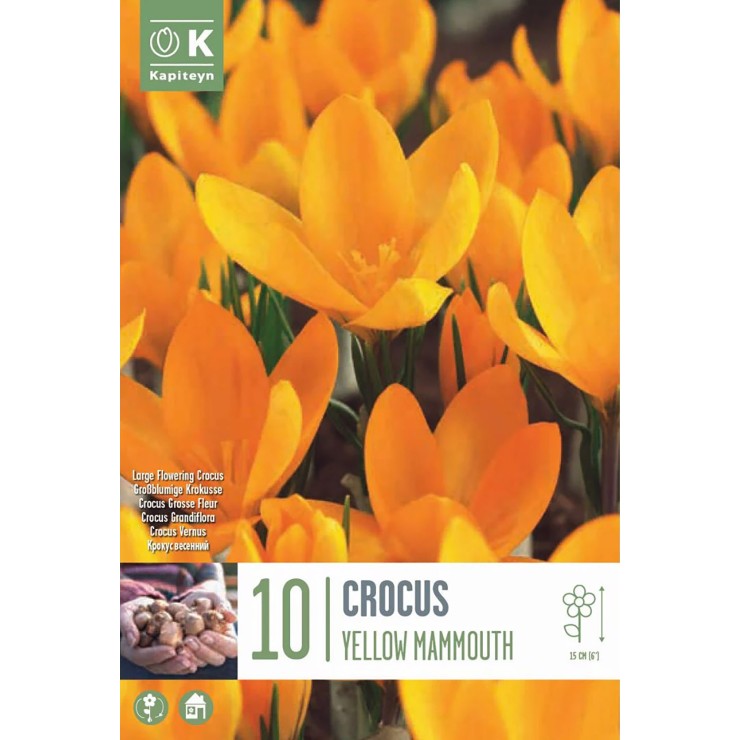 Crocus vernus 'Yellow...