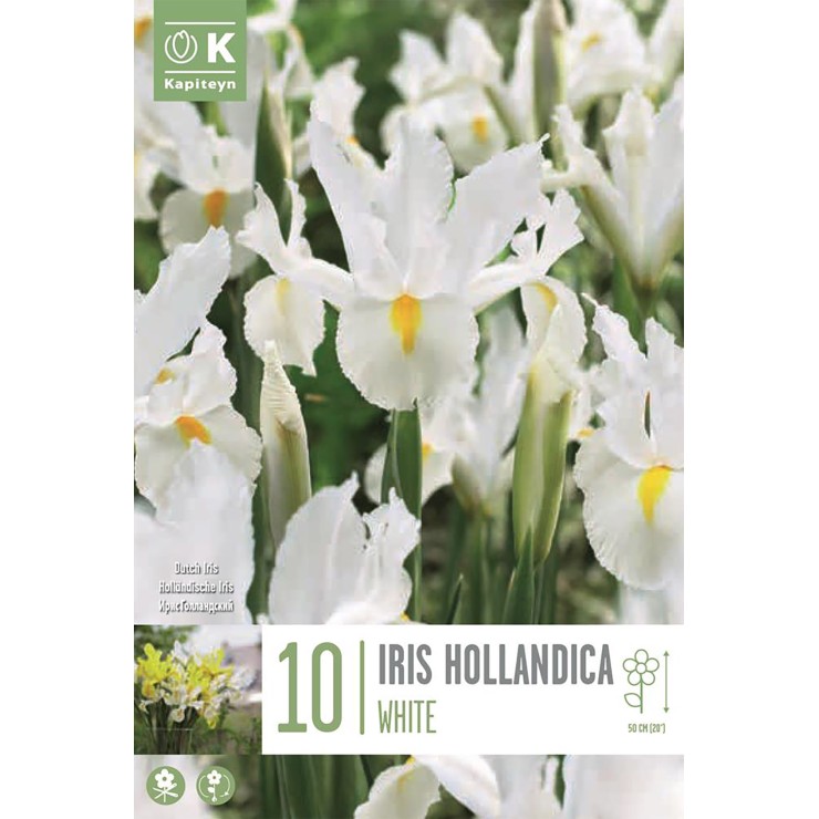 Iris 'Hollandica', 10 ud