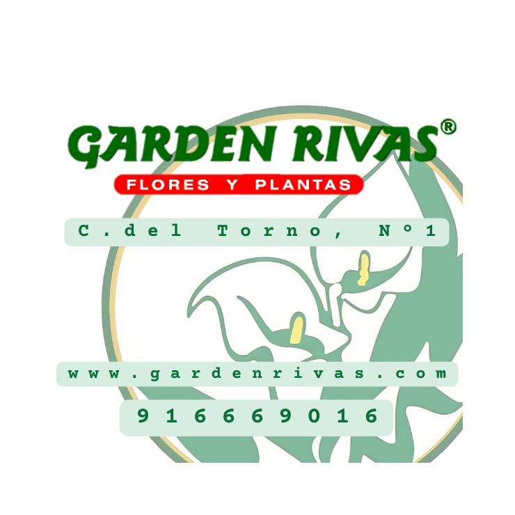 PV -  Laura Díaz Rodilla