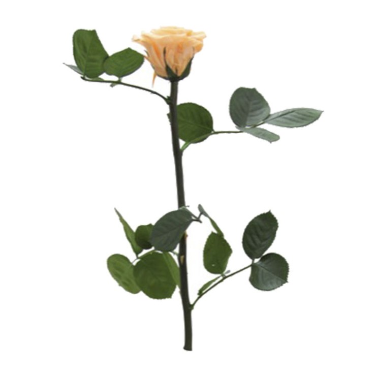 Rosa liofilizada Melocotón