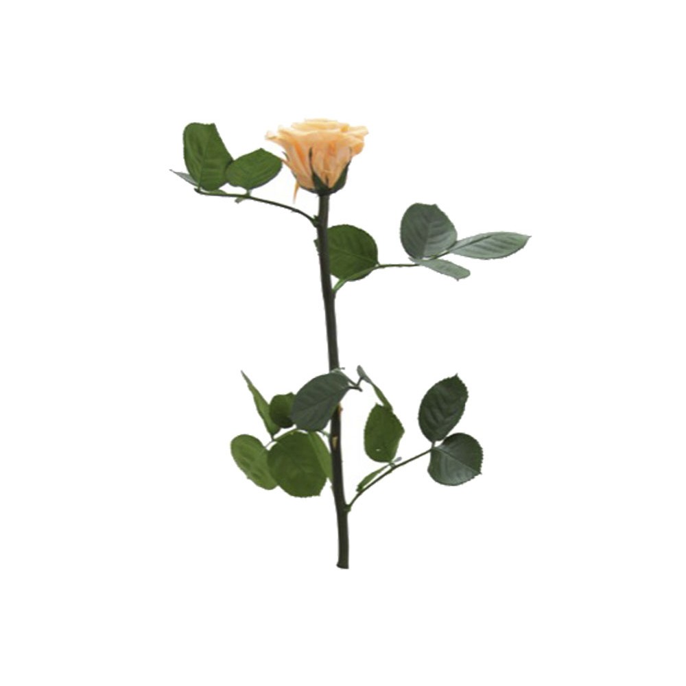 Rosa liofilizada Melocotón