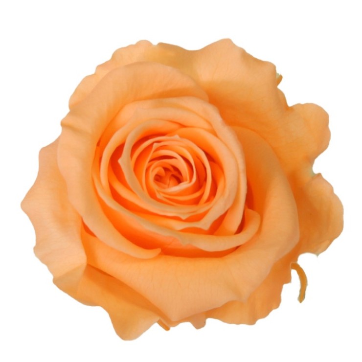Rosa liofilizada Melocotón