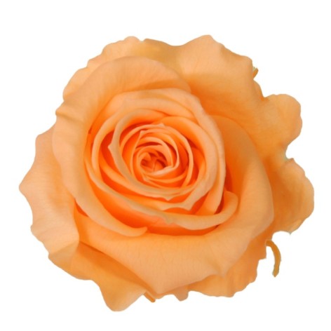 Rosa liofilizada Melocotón