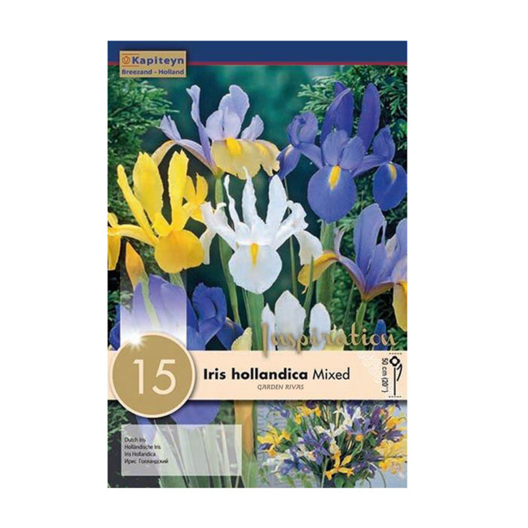 Iris 'Hollandica Mixed', 15 ud