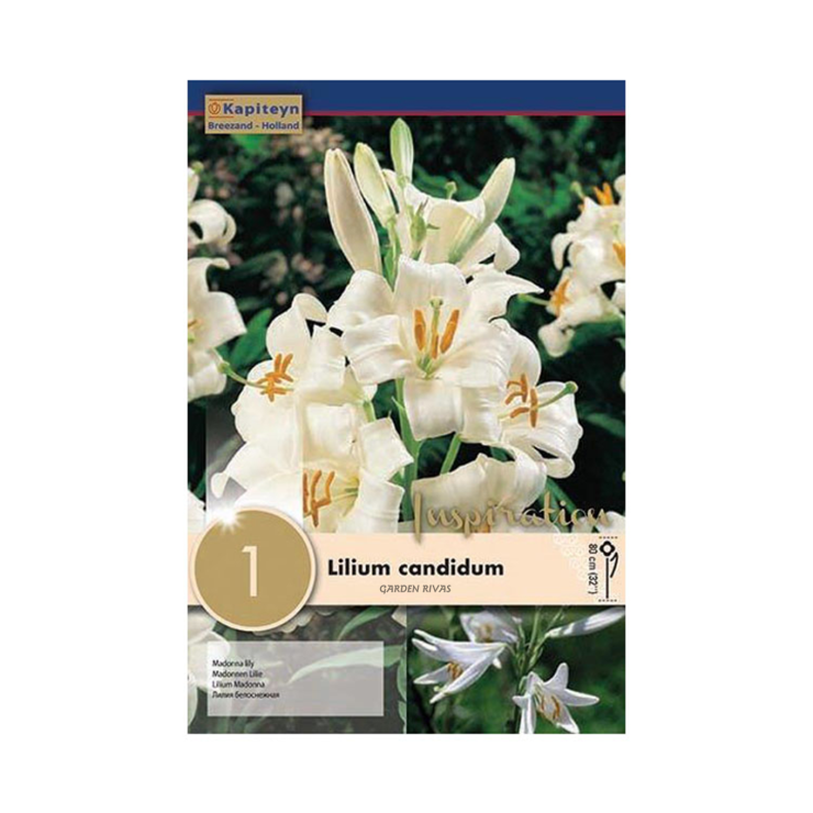Lilium 'Candidum',  1ud