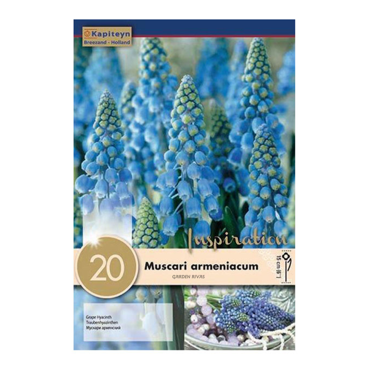 Muscari 'Armeniacum', 20 ud