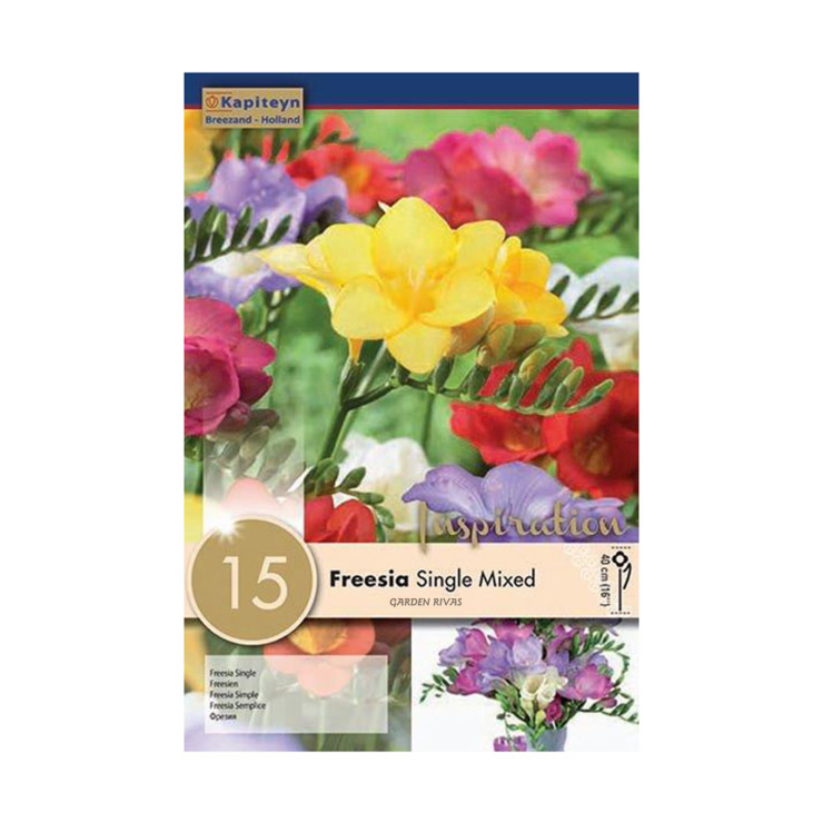 Freesia colores variados, 15 ud