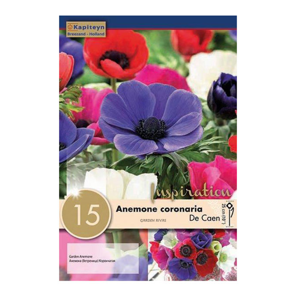 Anemone coronaria 'De Caen', 15 ud