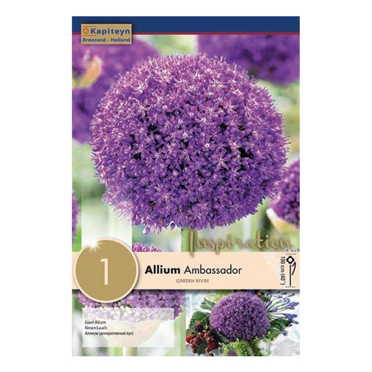 Allium 'Ambassador', 1 ud