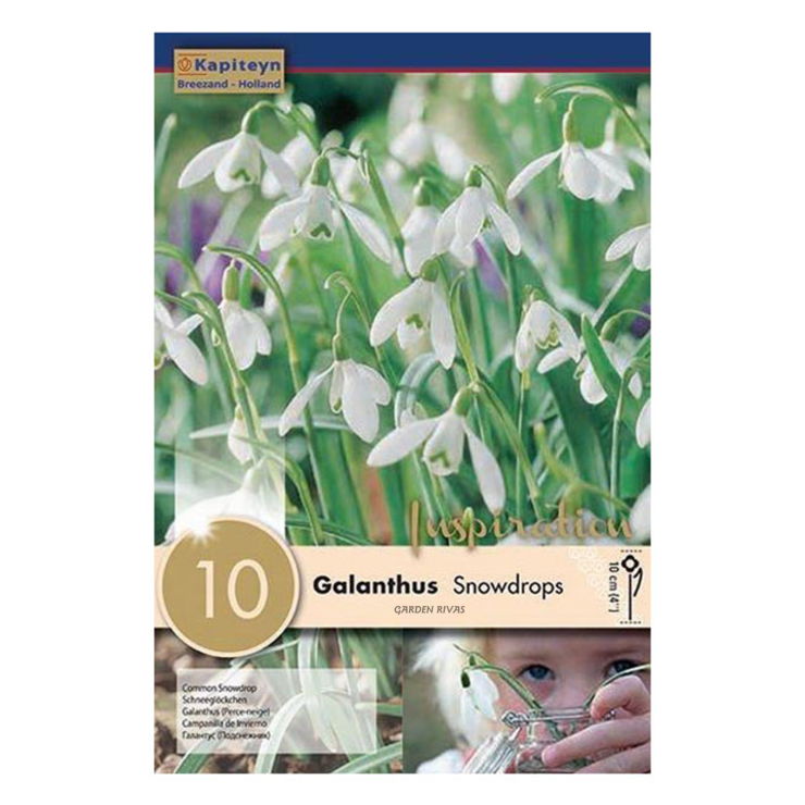 Galanthus 'Snowdrops', 10 ud