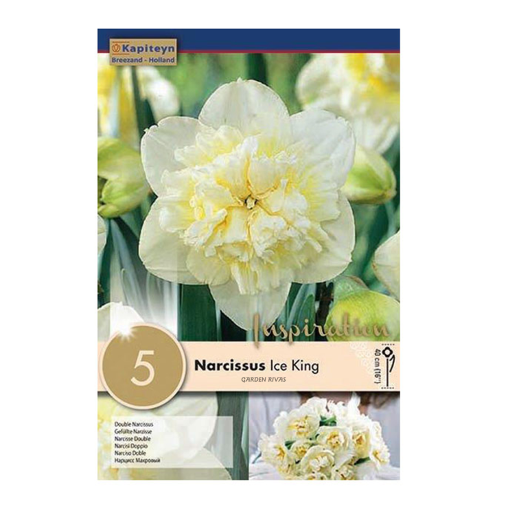 Narciso 'Ice King', 5 uds