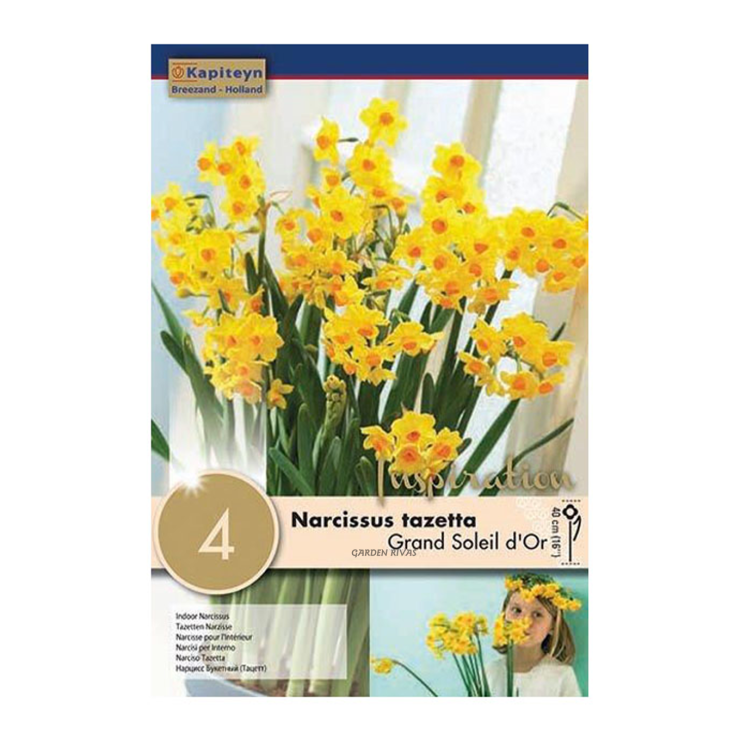 Narciso 'Grand Soleil d’Or', 4 uds