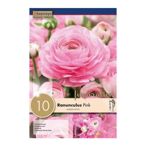 Ranunculus 'Aviv', 10 ud