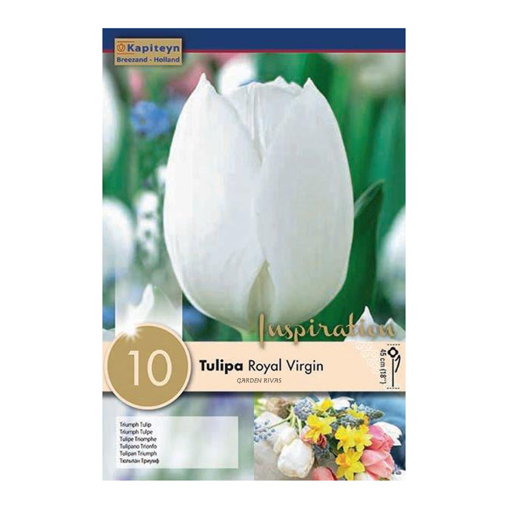 Tulipán 'Royal Virgin', 10 ud