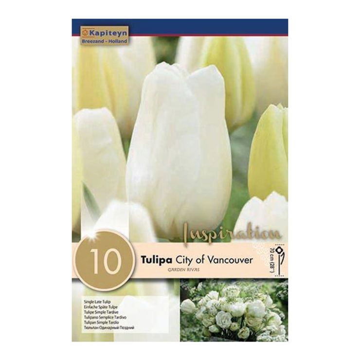 Tulipán 'City of Vancouver', 10 ud