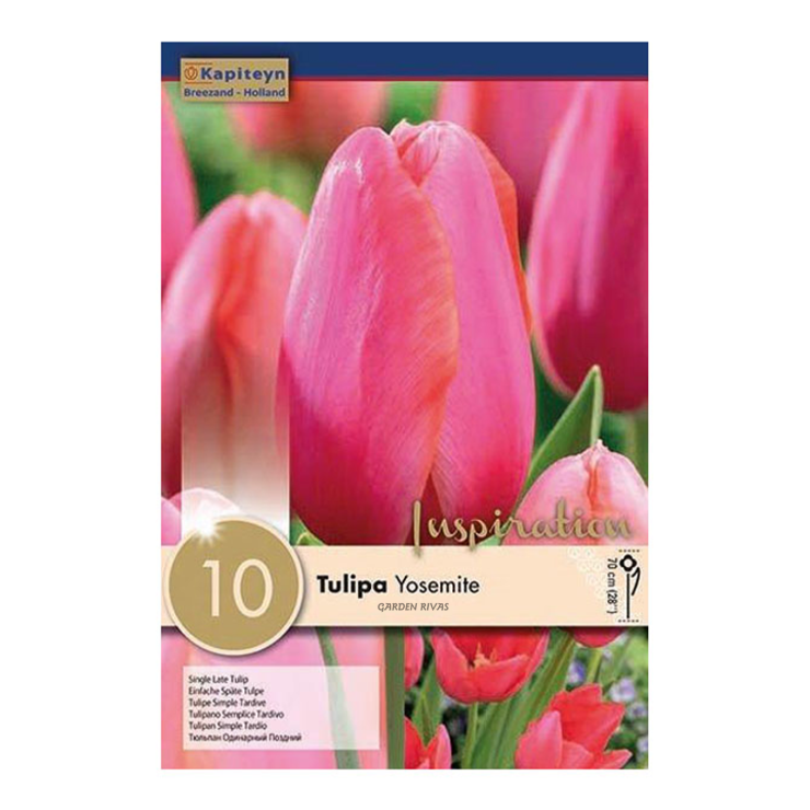 Tulipán 'Yosemite', 10 ud