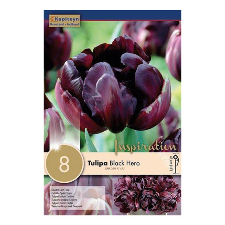 copy of Tulipán 'Black Hero', 10 ud
