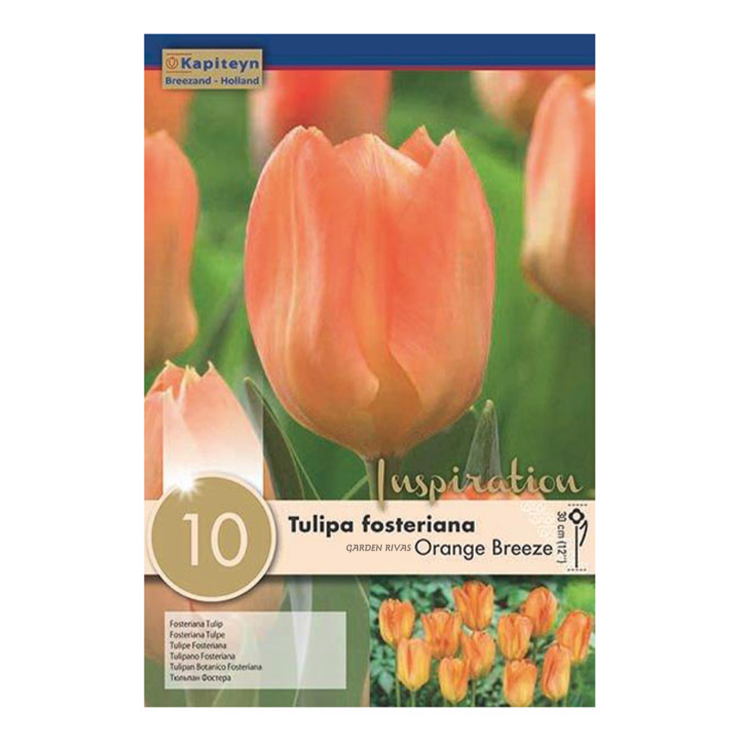 Tulipán fosterania 'Orange Breeze', 10 ud