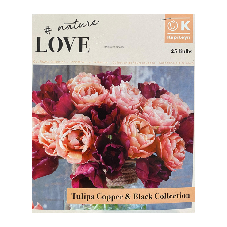Tulipán 'Copper & black', PREMIUM COLLECTION, 25 ud