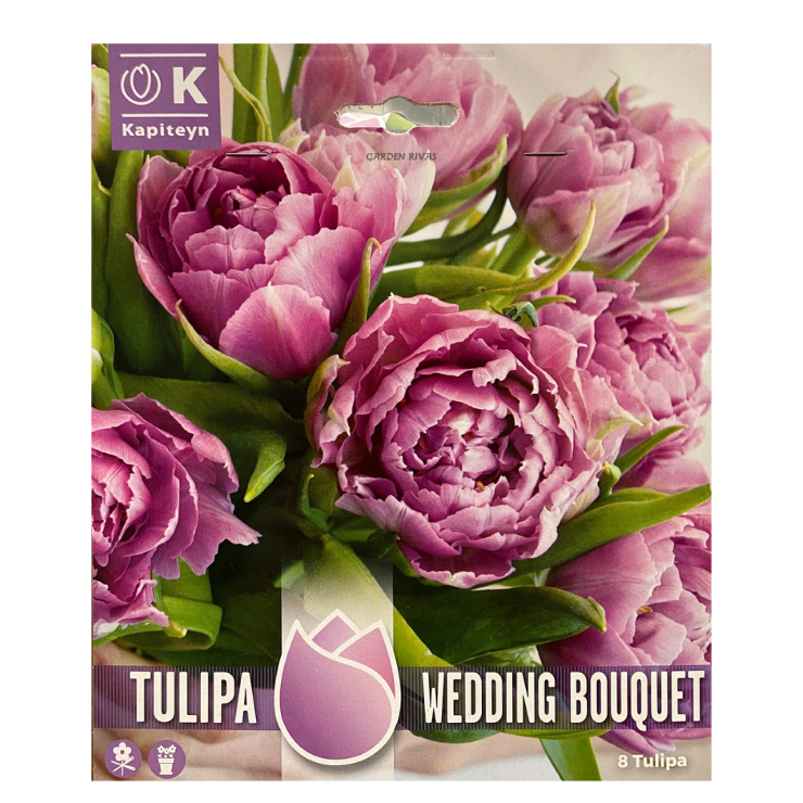 Tulipán doble 'Wedding bouquet', PREMIUM COLLECTION, 8 ud