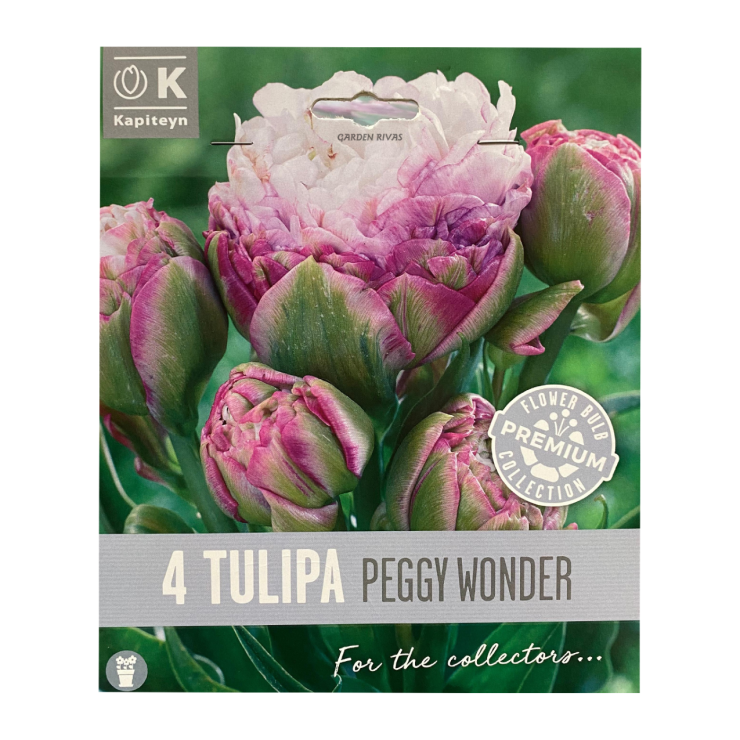 Tulipán 'Peggy Wonder', PREMIUM COLLECTION, 4 ud