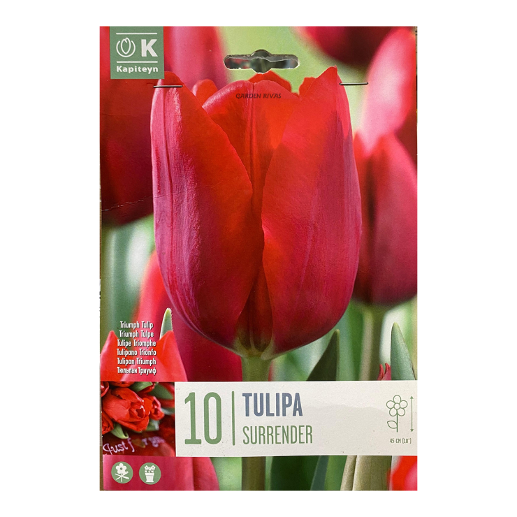 Tulipán 'Surrender', 10 ud
