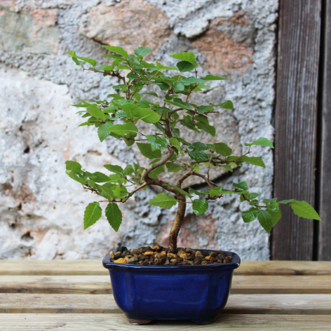 CARPINUS COREANA, 8 AÑOS. Bonsái importado de Japón