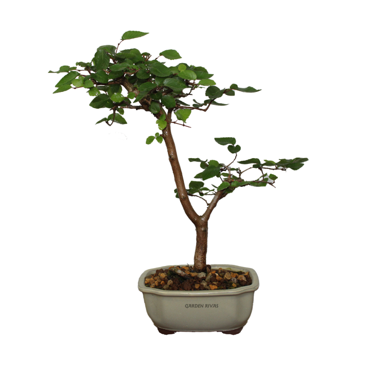 CARPINUS COREANA, 12 AÑOS. Bonsái importado de Japón