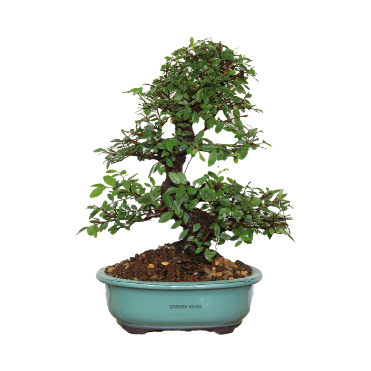 ZELKOVA PARVIFOLIA, 17 AÑOS. Bonsái de olmo