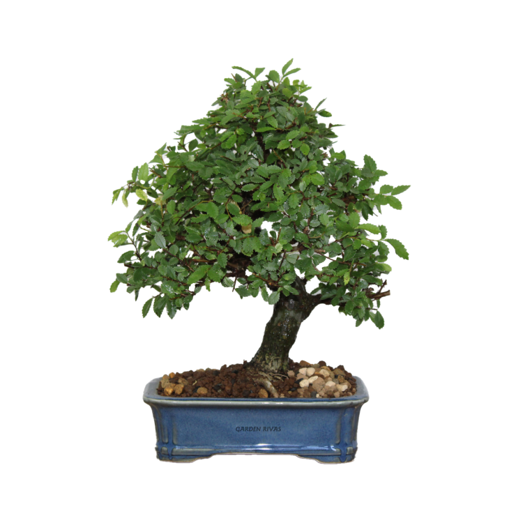 ZELKOVA PARVIFOLIA, 17 AÑOS. Bonsái de olmo