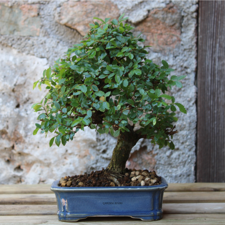 ZELKOVA PARVIFOLIA, 17 AÑOS. Bonsái de olmo