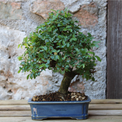 ZELKOVA PARVIFOLIA, 17 AÑOS. Bonsái de olmo