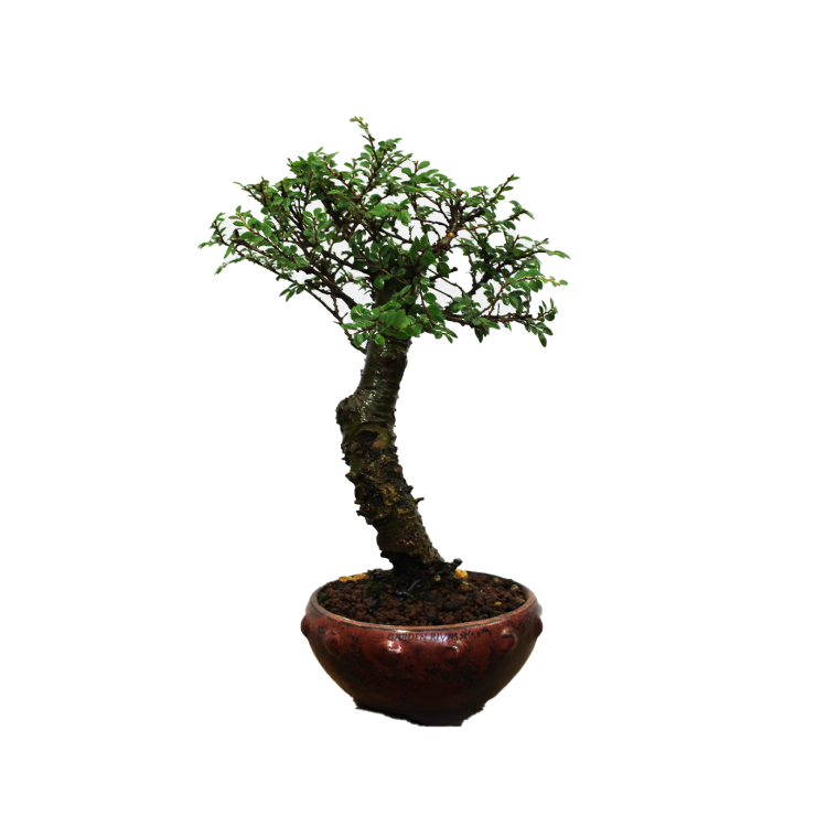 ZELKOVA SEIJU, 12 AÑOS. Bonsái importado de Japón