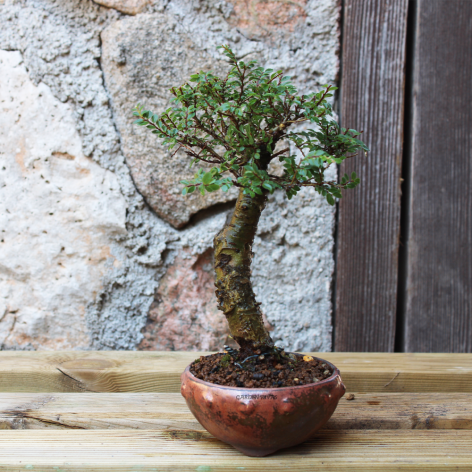 ZELKOVA SEIJU, 12 AÑOS. Bonsái importado de Japón