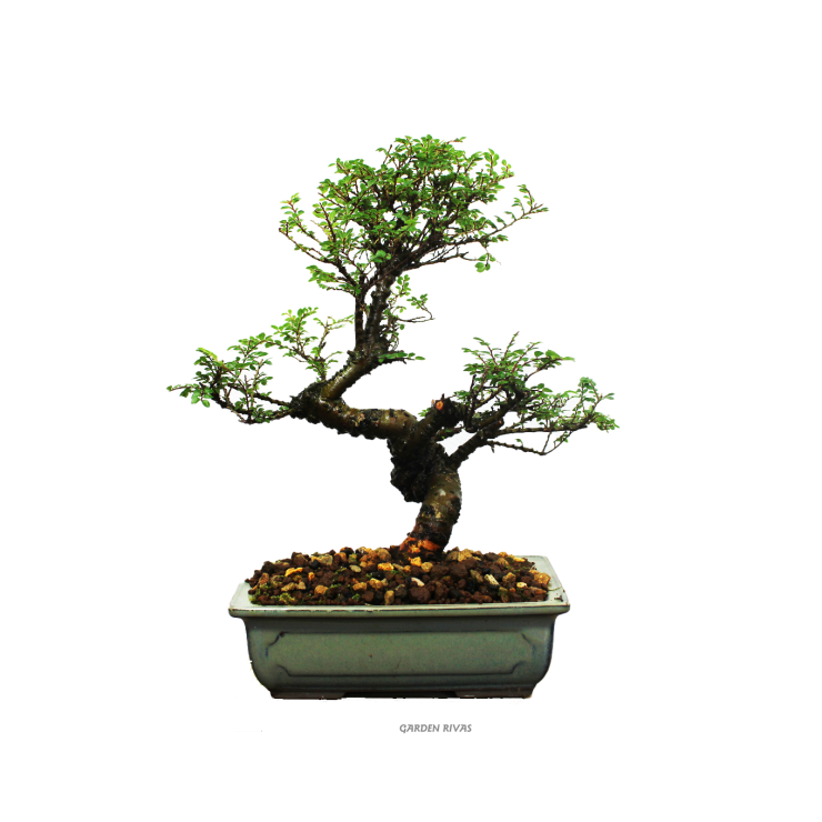 ZELKOVA SEIJU, 17 AÑOS. Bonsái importado de Japón