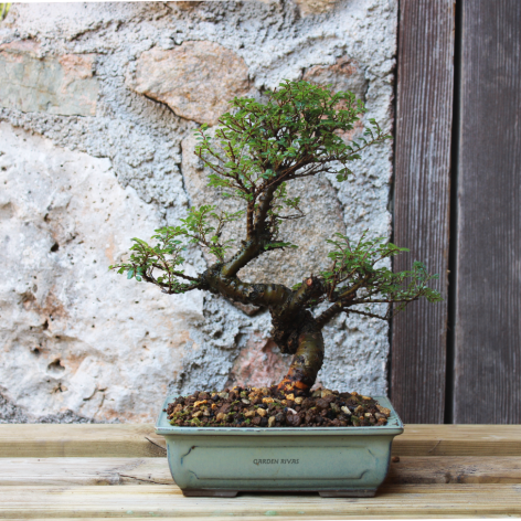 ZELKOVA SEIJU, 17 AÑOS. Bonsái importado de Japón
