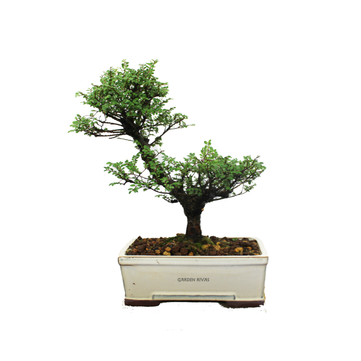 ZELKOVA SEIJU, 18 AÑOS. Bonsái importado de Japón