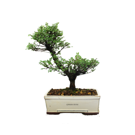 ZELKOVA SEIJU, 18 AÑOS. Bonsái importado de Japón
