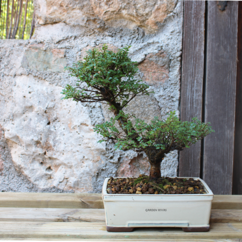 ZELKOVA SEIJU, 18 AÑOS. Bonsái importado de Japón