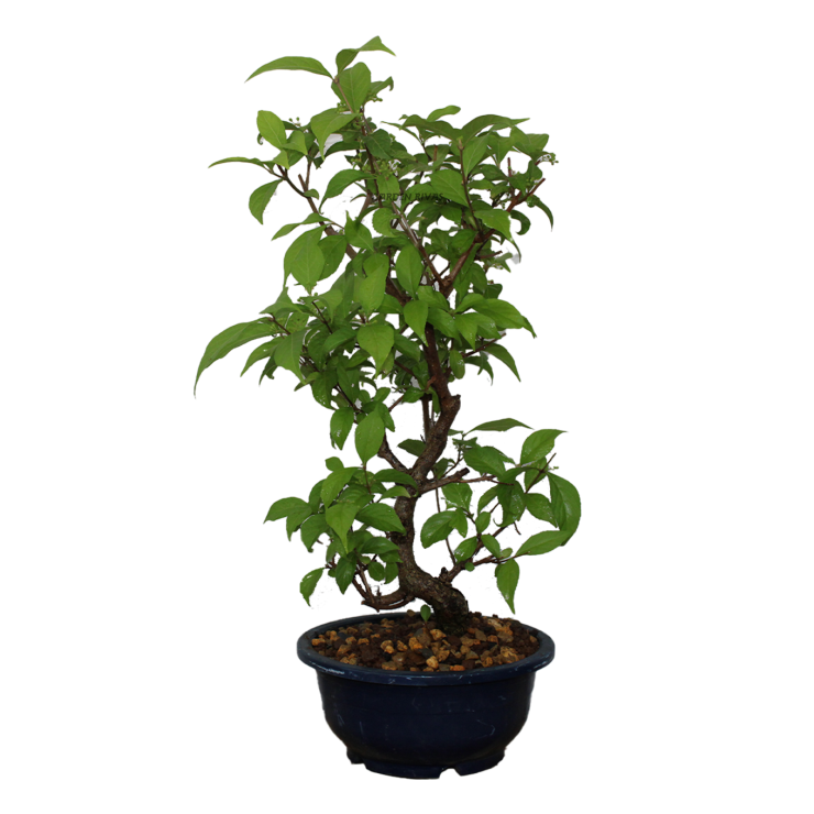 CALLICARPA SP, 17 AÑOS. PREBONSAI