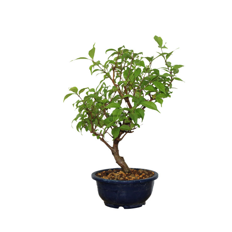 CALLICARPA SP, 17 AÑOS. PREBONSAI
