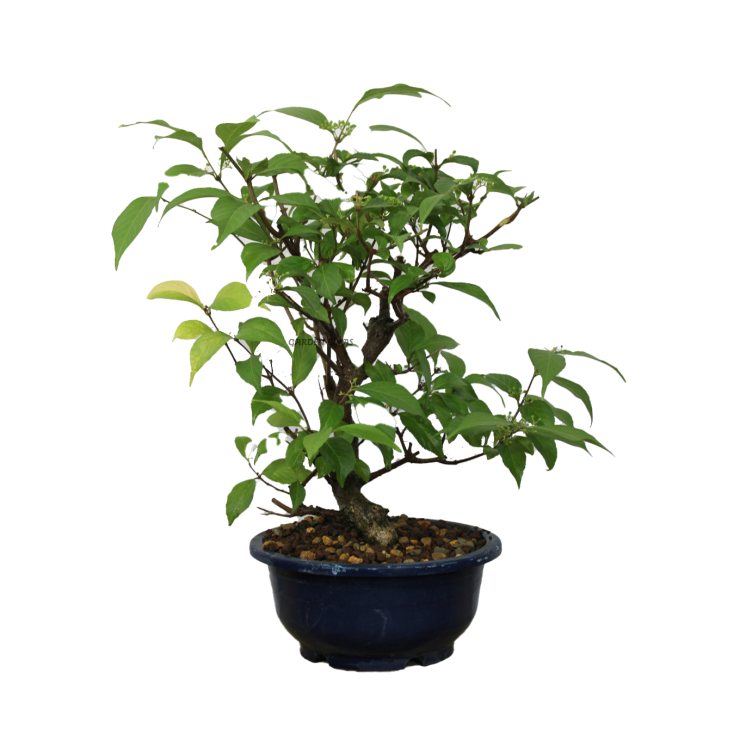 CALLICARPA SP, 17 AÑOS. PREBONSAI
