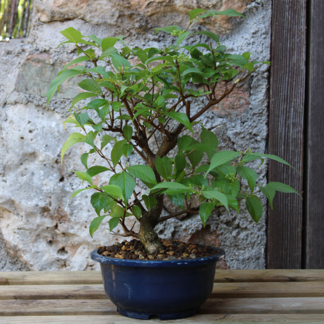 CALLICARPA SP, 17 AÑOS. PREBONSAI