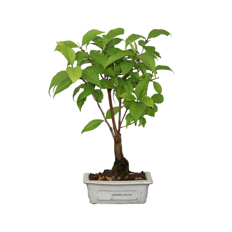 CALLICARPA SP, 10 AÑOS. Bonsái importado de Japón