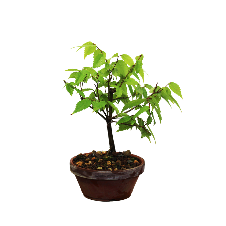 ZELKOVA SERRATA. Bonsái importado de Japón