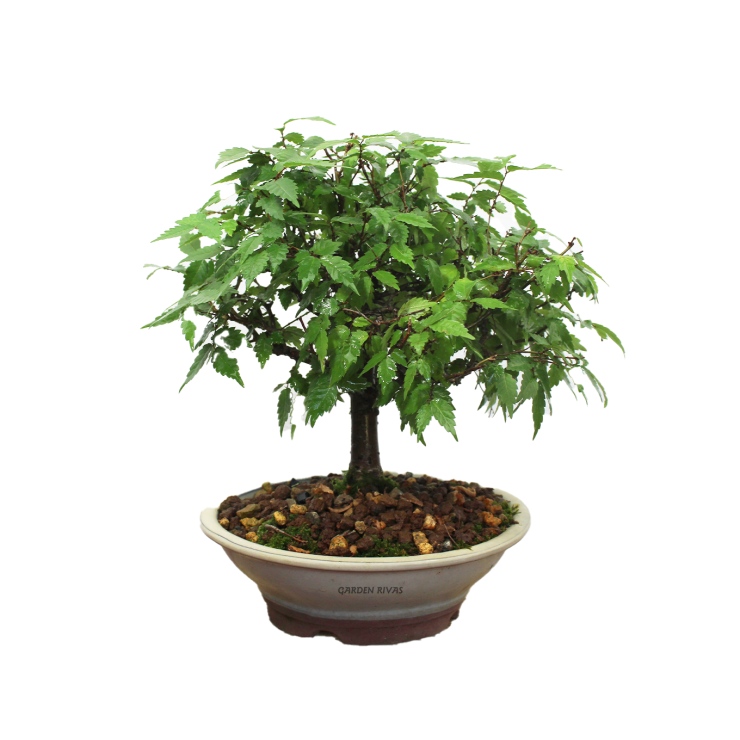 ZELKOVA SERRATA. Bonsái importado de Japón