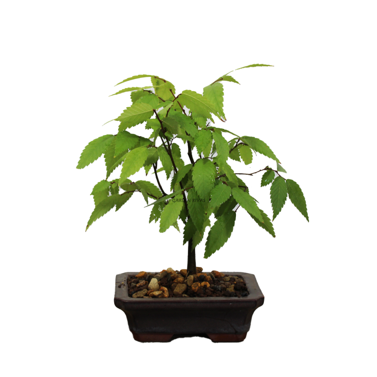 ZELKOVA SERRATA. Bonsái importado de Japón