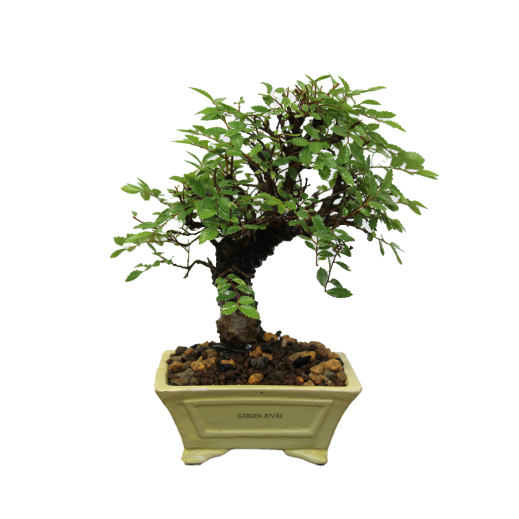 ZELKOVA NIRE KEYAKI. SOHIN.Bonsái importado de Japón