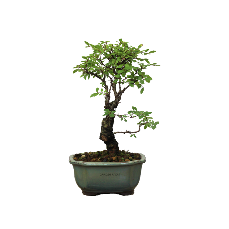 ZELKOVA NIRE KEYAKI, 12 AÑOS. Bonsái importado de Japón