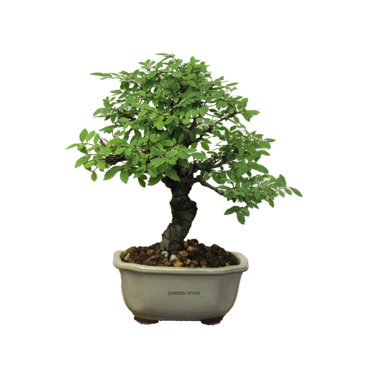 ZELKOVA NIRE KEYAKI, 12 AÑOS. Bonsái importado de Japón